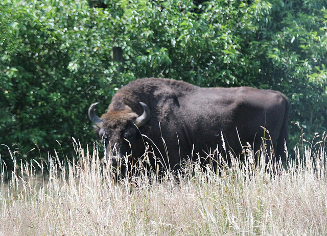 Wisent