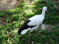 stork