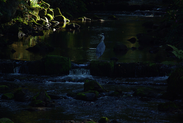 grey heron