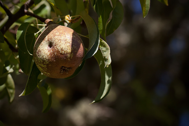 Dimpled Pear