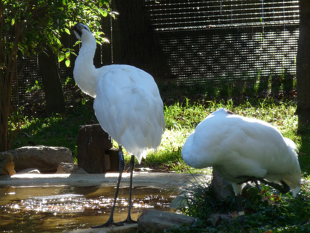 Whooping Cranes