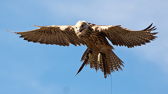 20131003 2865RAw [D~LIP] Turmfalke (Falco tinnunculus), Detmold