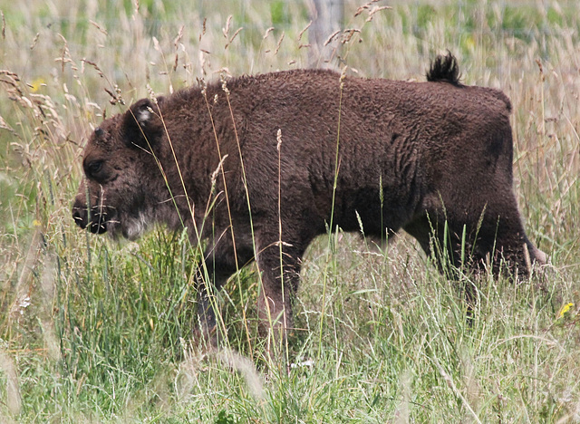 Junges Wisent