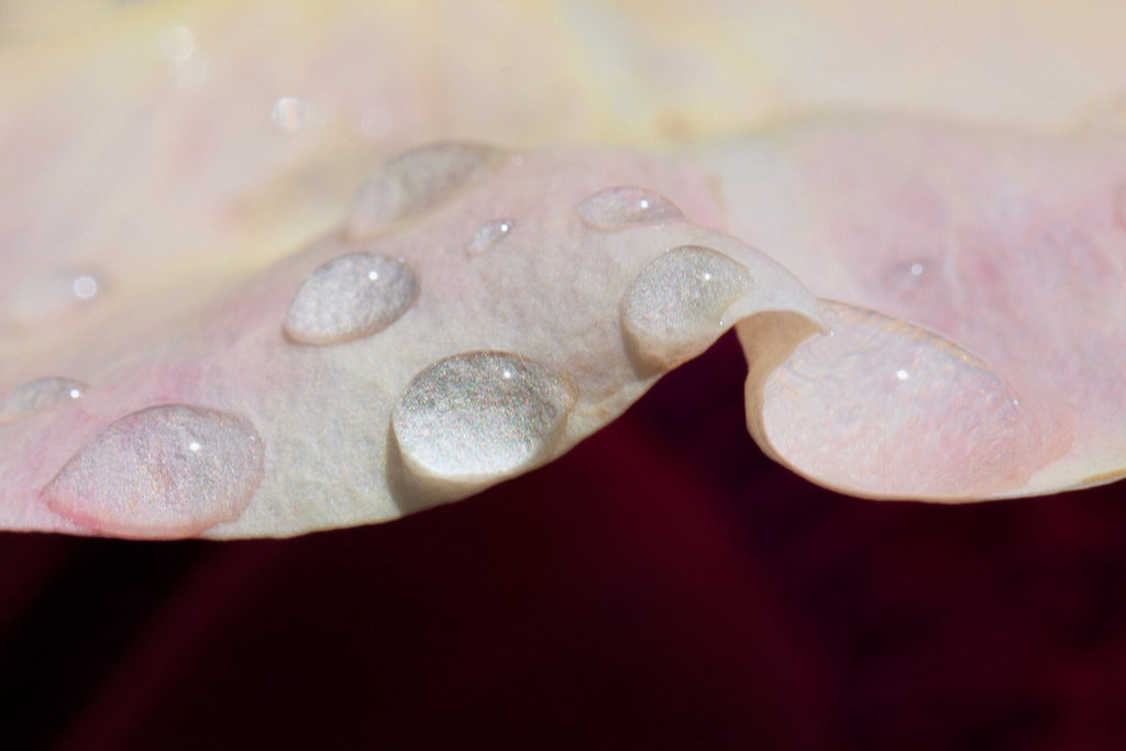 Droplets on Rose Petal in Color