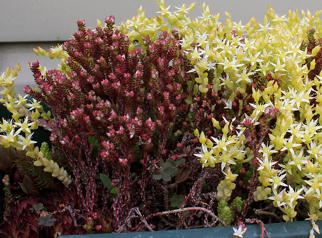 Sedum moranense