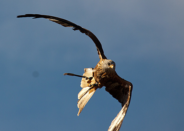 20131003 2871RAw [D~LIP] Turmfalke (Falco tinnunculus), Detmold