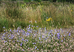 Entlang der Heide