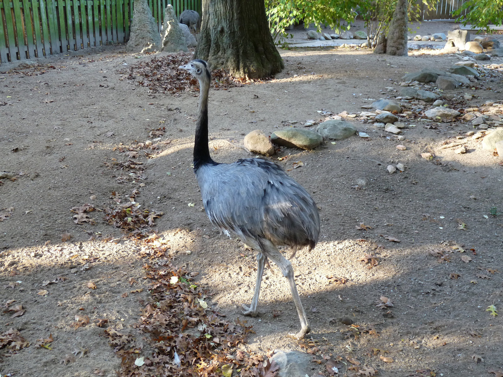 Greater Rhea