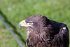 20131003 2886RAw Steppenadler