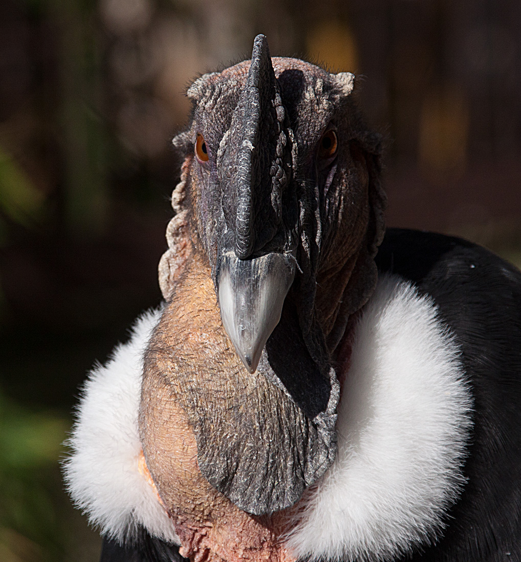 20131003 2892RAw [D~LIP] Andenkondor (Vultur gryphus), Detmold