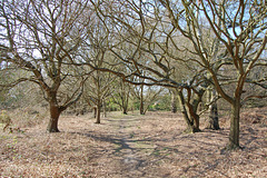 Church Lane. Tree Belt East of Church.  Bromeswell. Suffolk