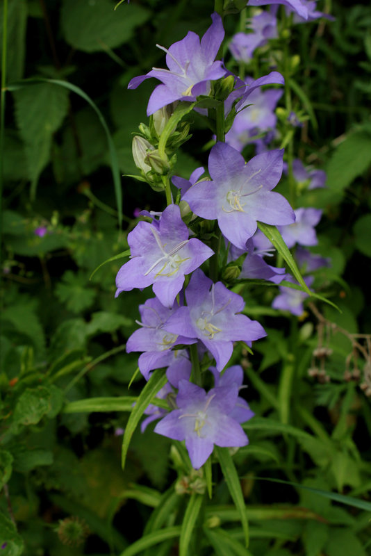 Campanula grandis , = latiloba
