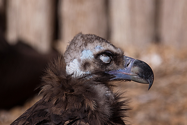 20131003 2901RAw Mönchsgeier