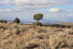 Lone tree