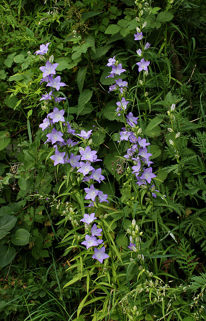 Campanula grandis , = latiloba (2)