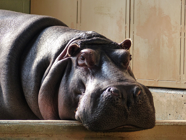 Lazy, lazy Hippo