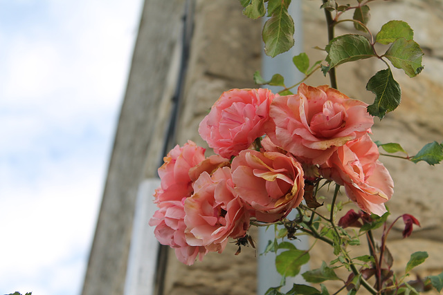 Au nom de la rose