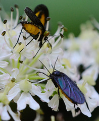 Sciaridae Diptera ,also known as dark winged fungus gnat.