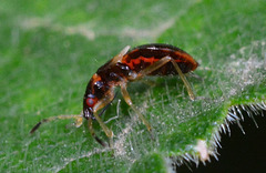 Anthocoridae nymph