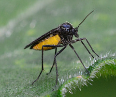 Sciaridae Diptera ,also known as dark winged fungus gnat.