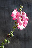A Paimpol (pem-poull), rose et gris (Alcea rosea = rose trémière, passe-rose, passerose, primerose - Malvacées)