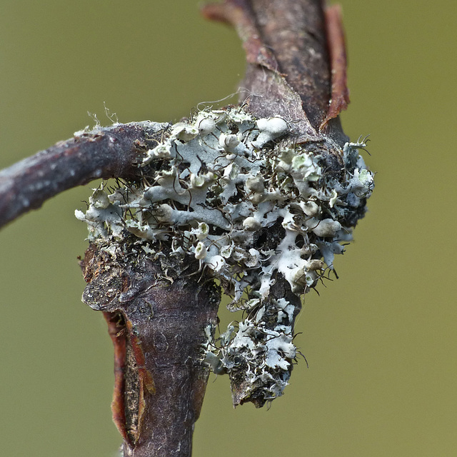 Physcia adscendens lichen