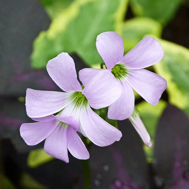 Purple Shamrock / Oxalis triangularis