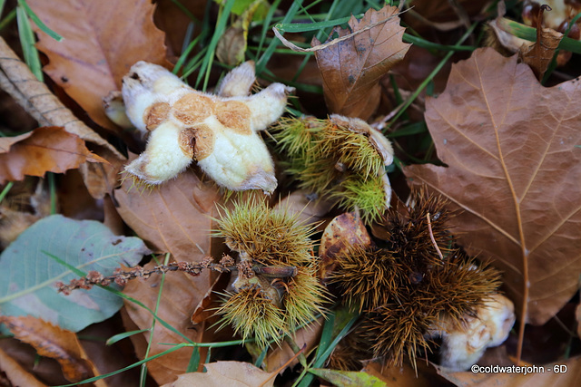 Autumn Fruits - Sweet chestnut