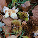 Autumn Fruits - Sweet chestnut