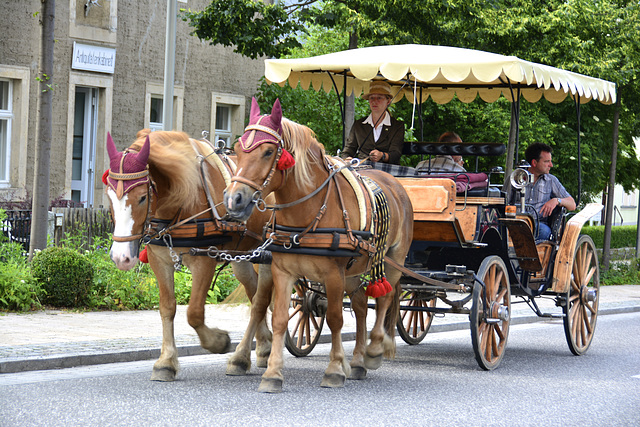 Moritzburg 2013 – Horses