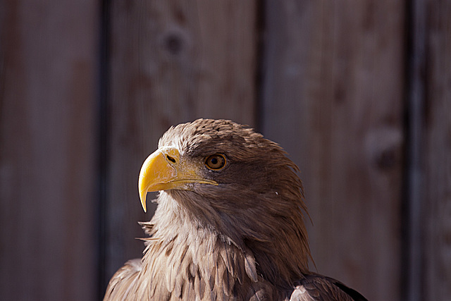 20131003 2929RAw Seeadler Europ.