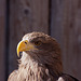 20131003 2929RAw Seeadler Europ.