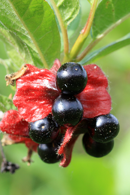 Black Twinberry