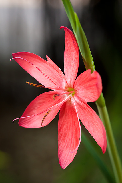 Schizostylis coccinea