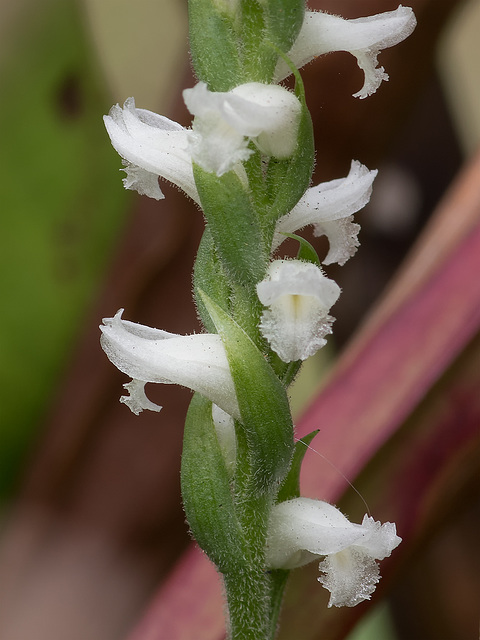 Spiranthes cernua (Nodding Ladies'-tresses orchid) in the Bog Garden