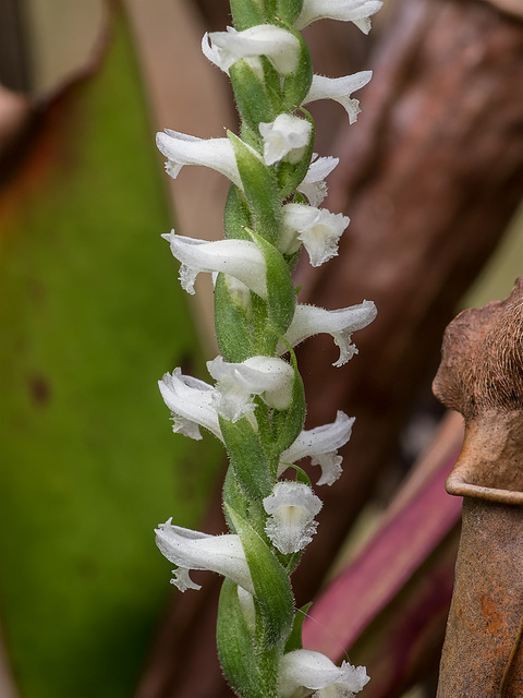 Spiranthes cernua (Nodding Ladies'-tresses orchid) in the Bog Garden