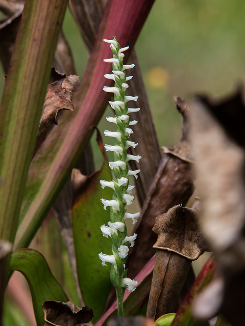 Spiranthes cernua (Nodding Ladies'-tresses orchid) in the Bog Garden