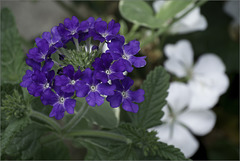 Verbena