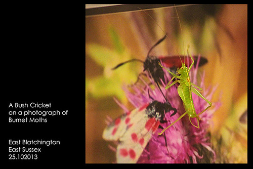 Bush cricket - East Blatchington - 25.10.2013