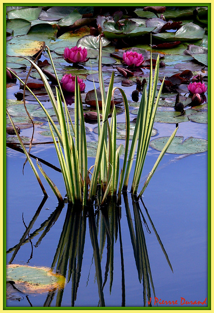 Au parc floral de Vincennes