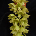 Clowesia russelliana