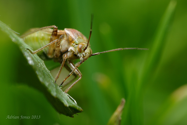 Mirid Bug (Lygus sp. ?)