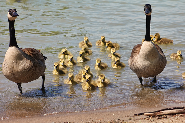 goslings