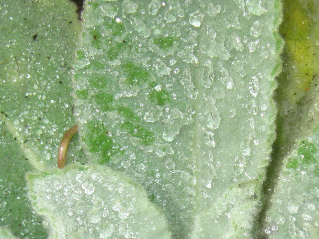 Rain on the fluffy leaves