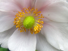 Close up of the flower