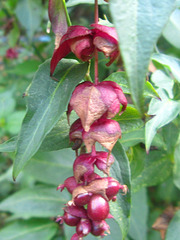 Lycesteria Formosa still flowering since June