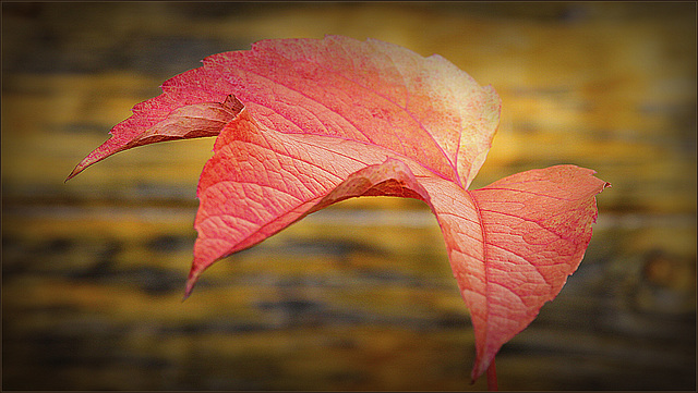 Les griffes de l'automne