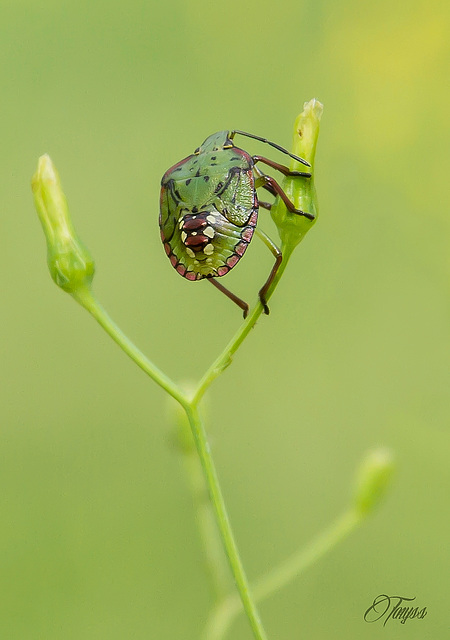 Insecto.