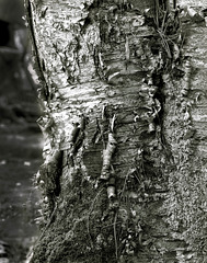 Aging Birch