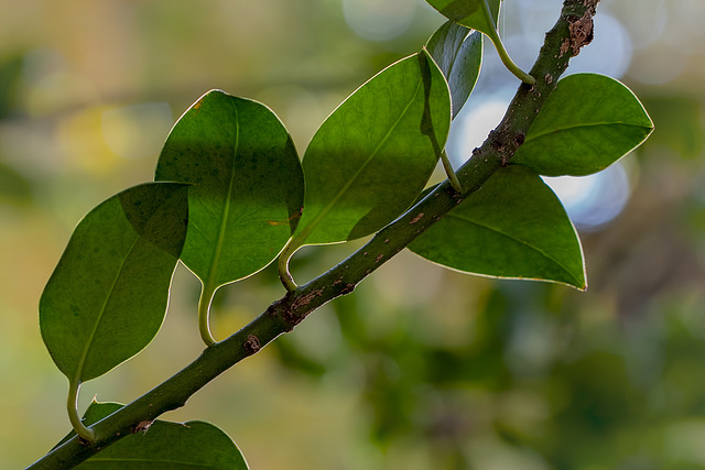 Curving Holly Branch with Prickle-Less Leaves!